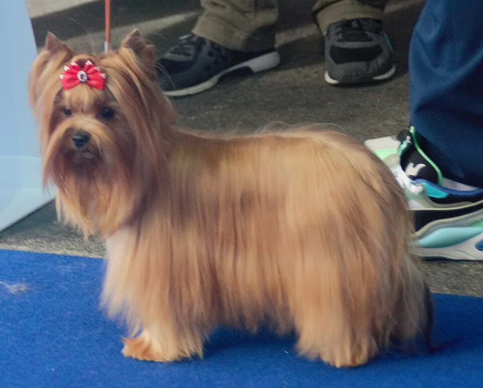 Russian Salon Dog
