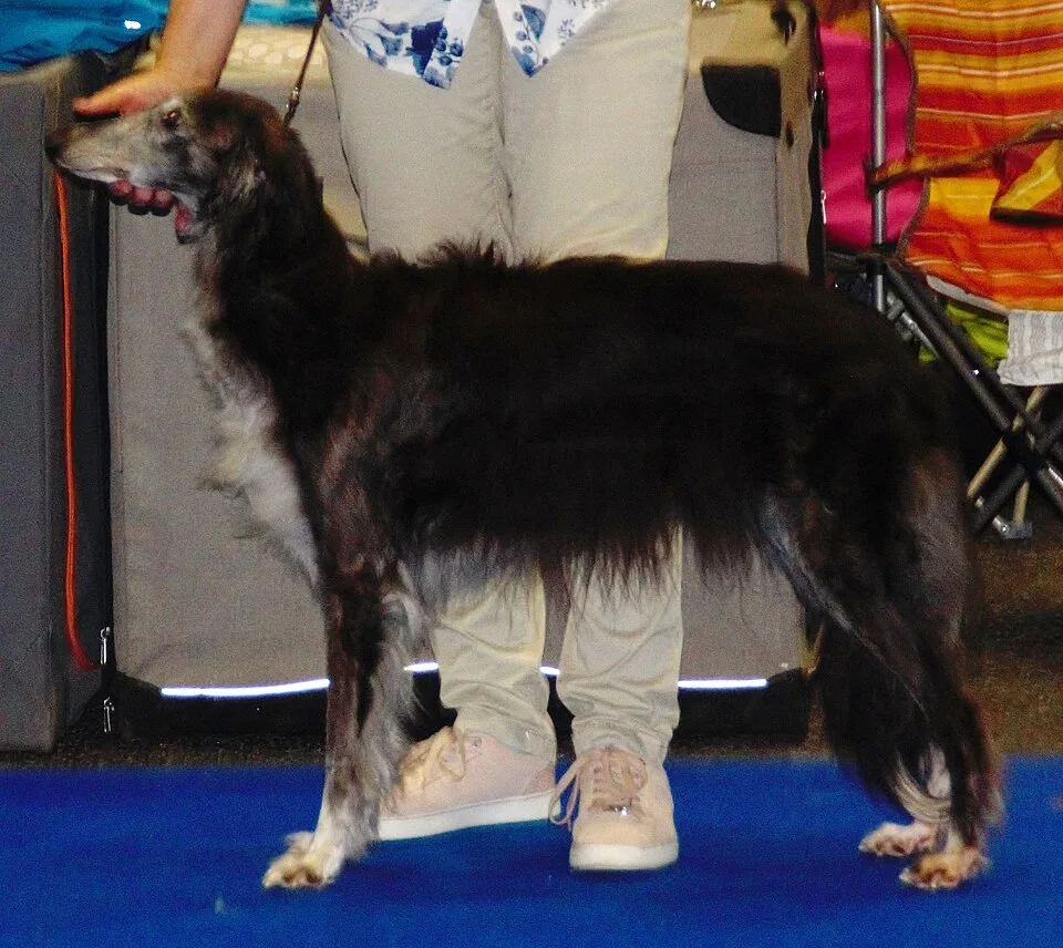 Silken Windhound