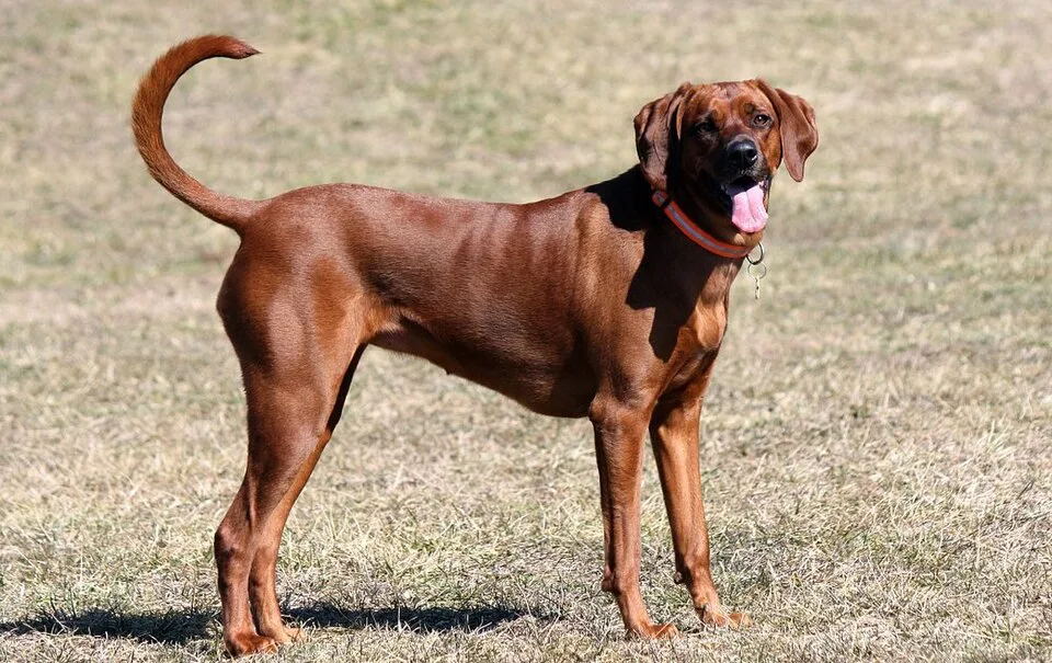 Redbone Coonhound