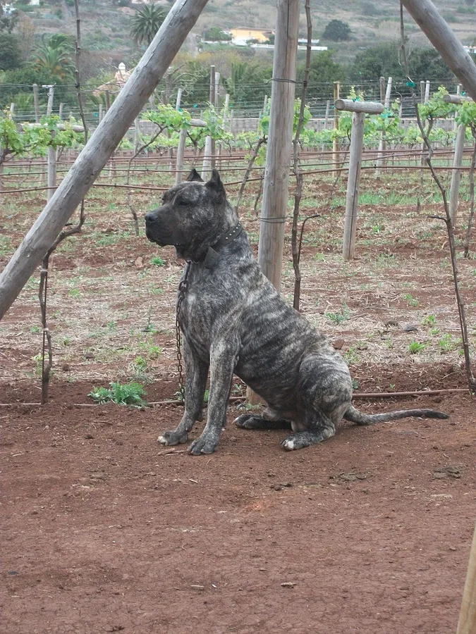 Perro de Presa Canario