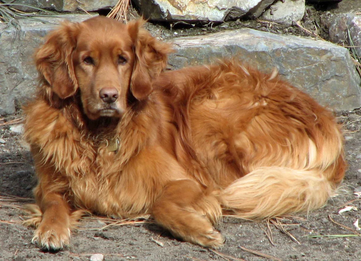 Dark Golden