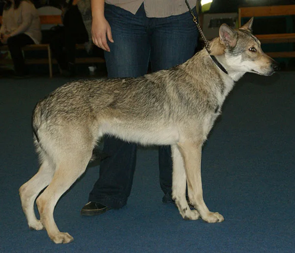 Wolfgray Markings