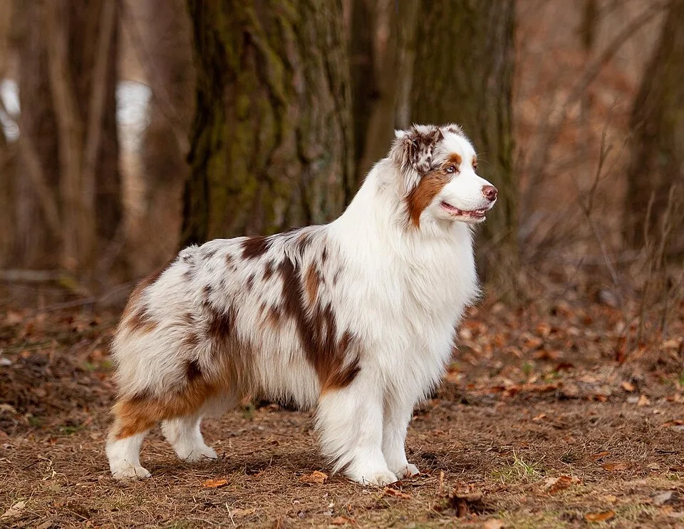Red Merle