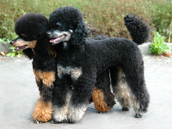 Tan Markings