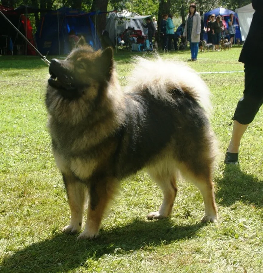 Wolf Sable