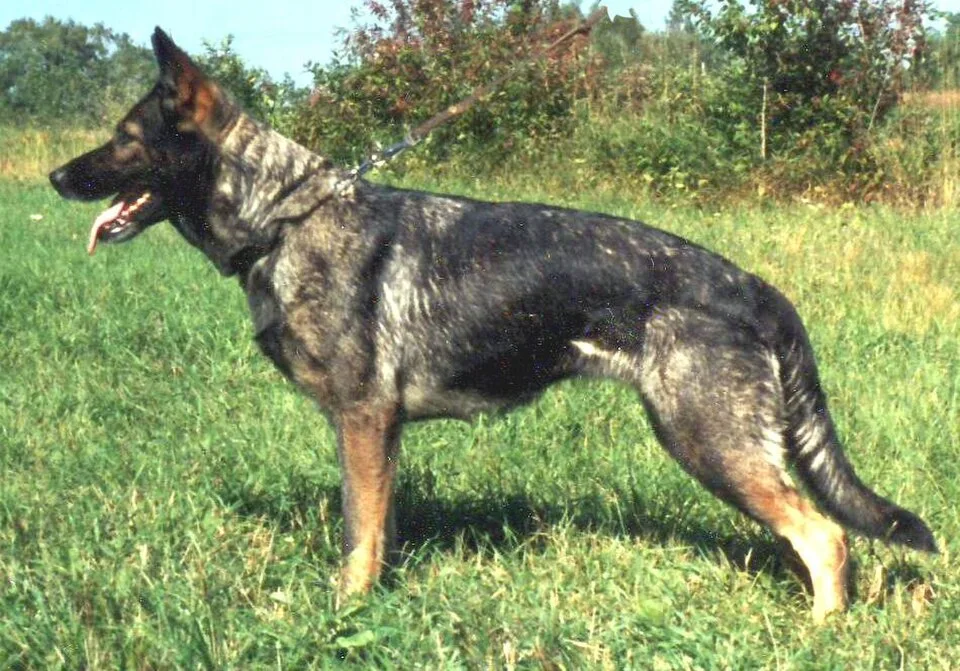 Black Sable