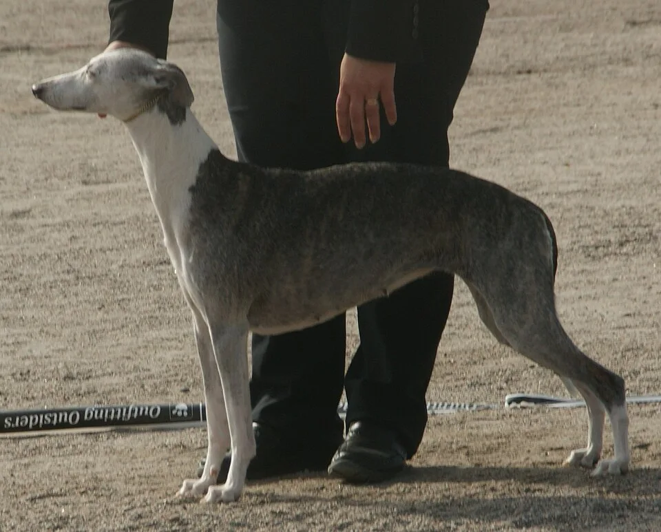 White & Blue Brindle