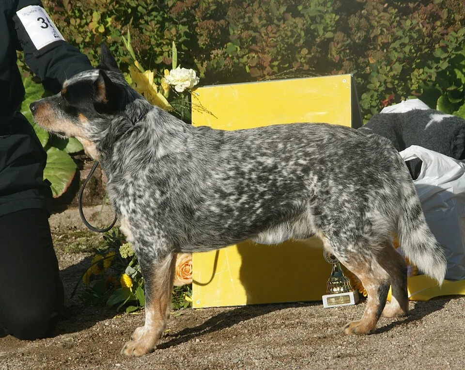 Blue Speckled