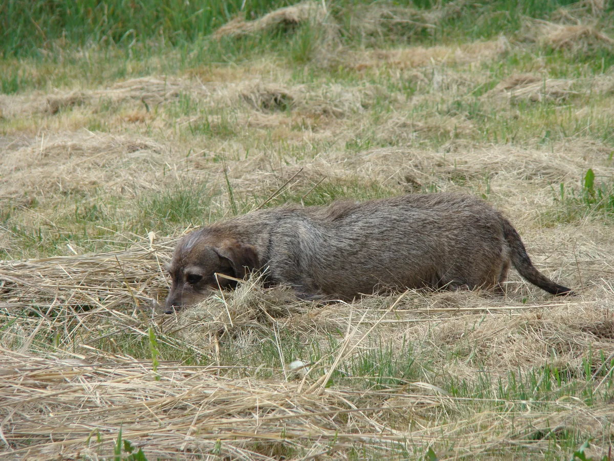 Wild Boar
