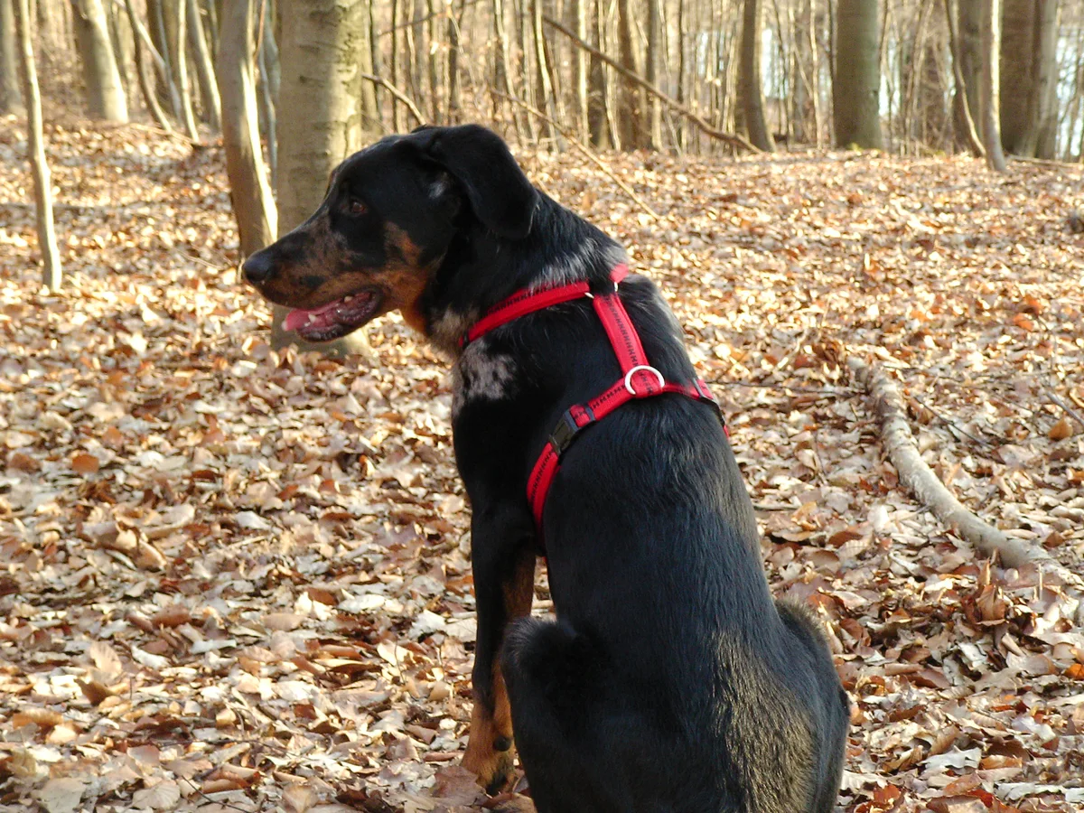 Gray Black & Tan