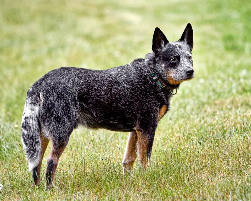 Blue Mottled