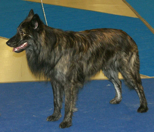 Gold Brindle
