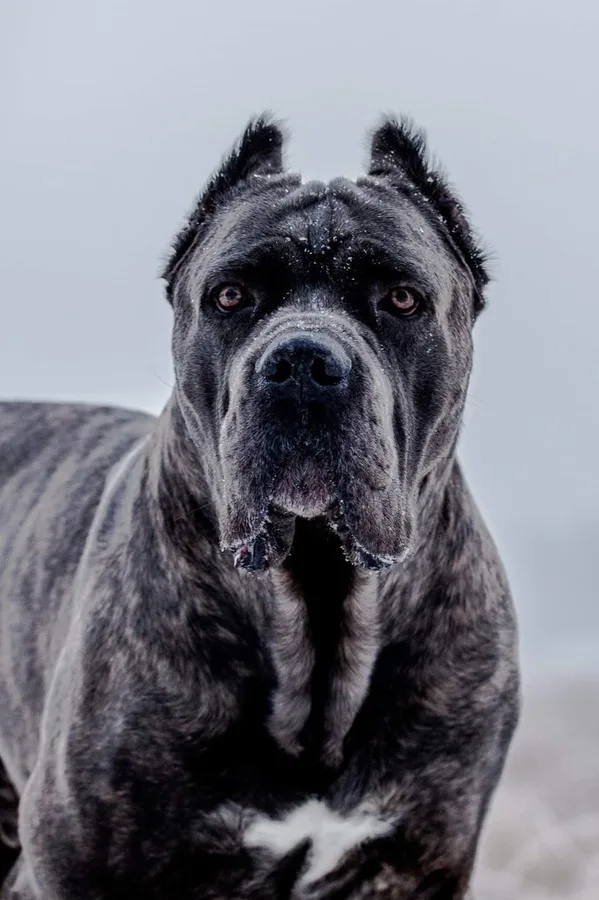 Blue Brindle