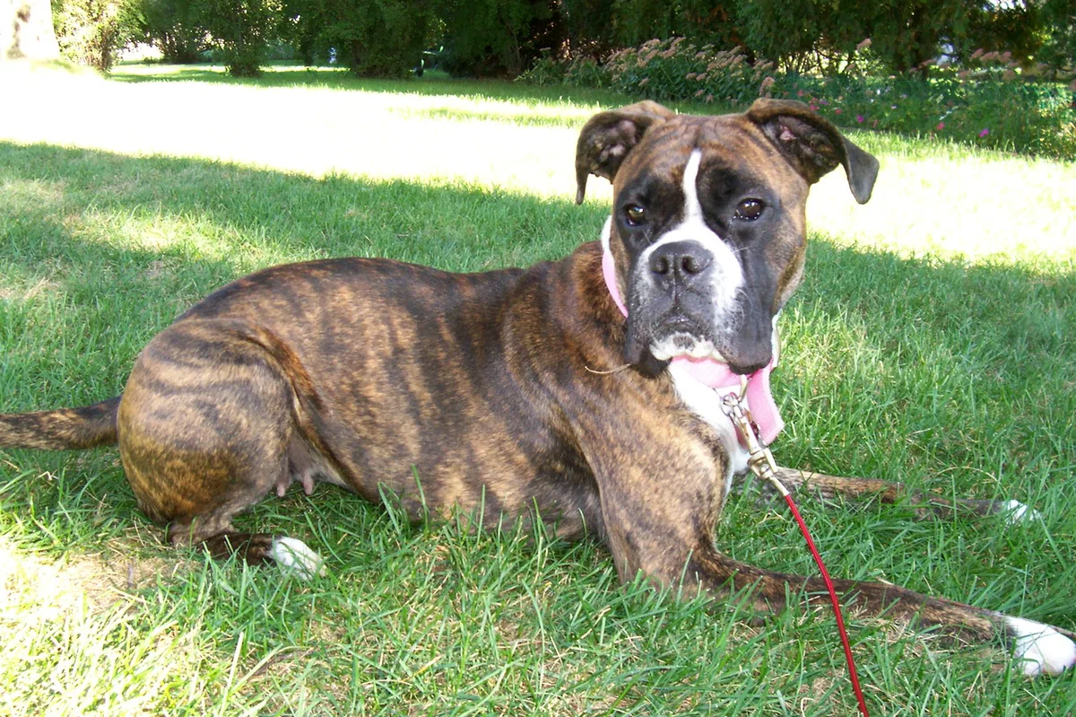 Brindle Markings