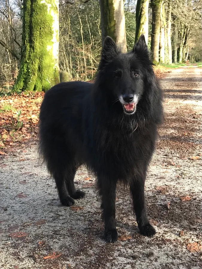 Belgian Sheepdog